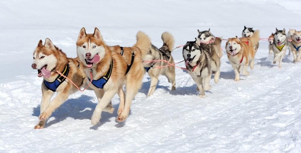 Trouver un club de traîneau à chiens